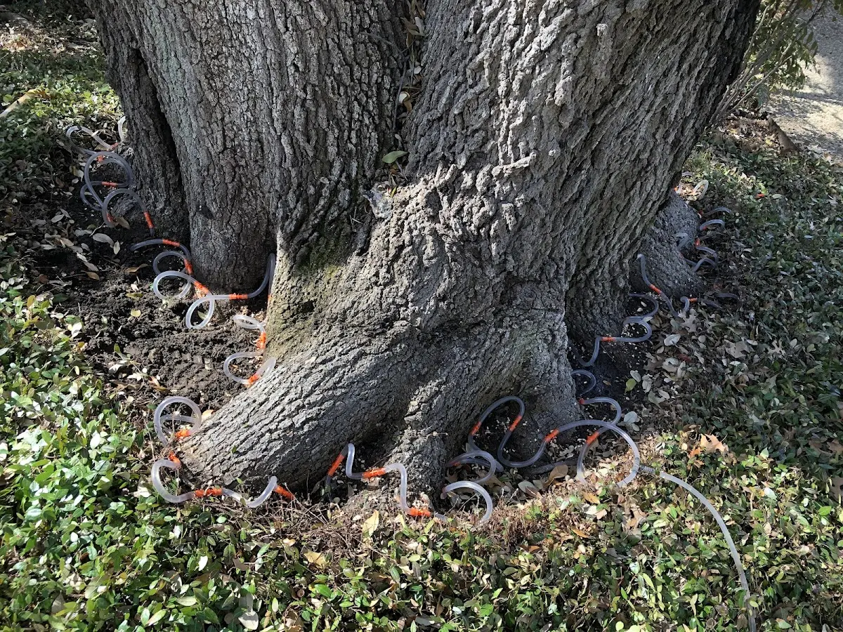 Detailed Tree Cabling and Bracing job site in Mc Coy