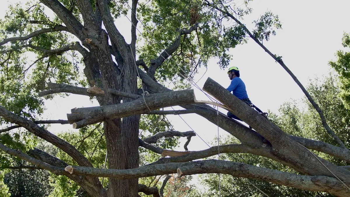 Professional Hazardous Tree Removal performed by certified arborists in Mc Coy