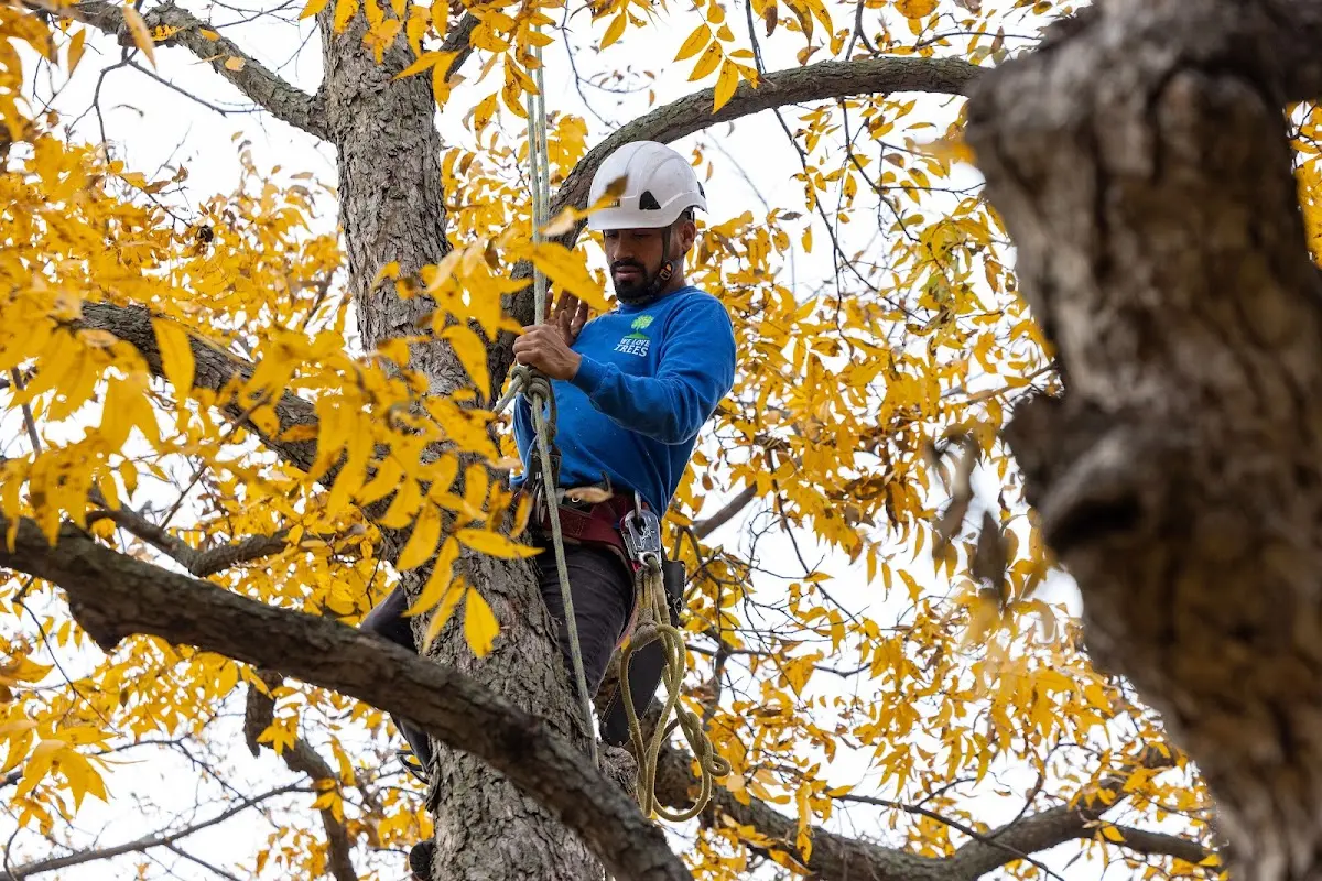 Skilled Emergency Tree Service crew working in Mc Coy